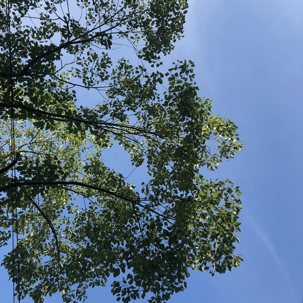 a tree with green leaves