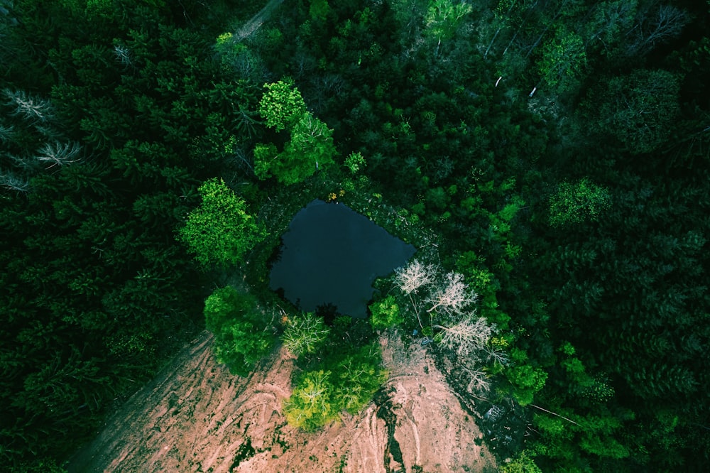 a tunnel in the middle of a forest