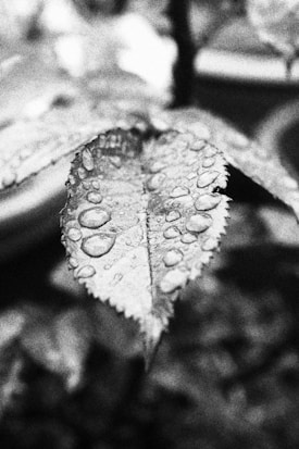 A close-up black and white photograph of a leaf covered in water droplets. The texture of the leaf is prominently visible and the droplets create a pattern of various sizes. The background is out of focus, highlighting the details of the leaf in the foreground.