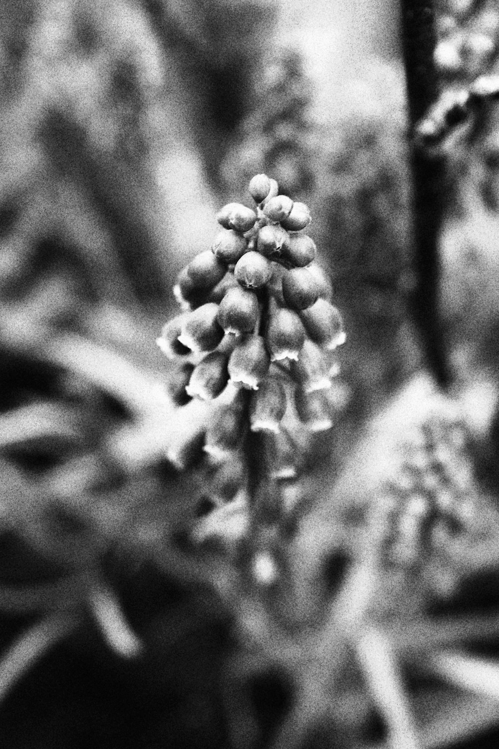 a close up of a flower