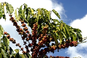 a tree with berries