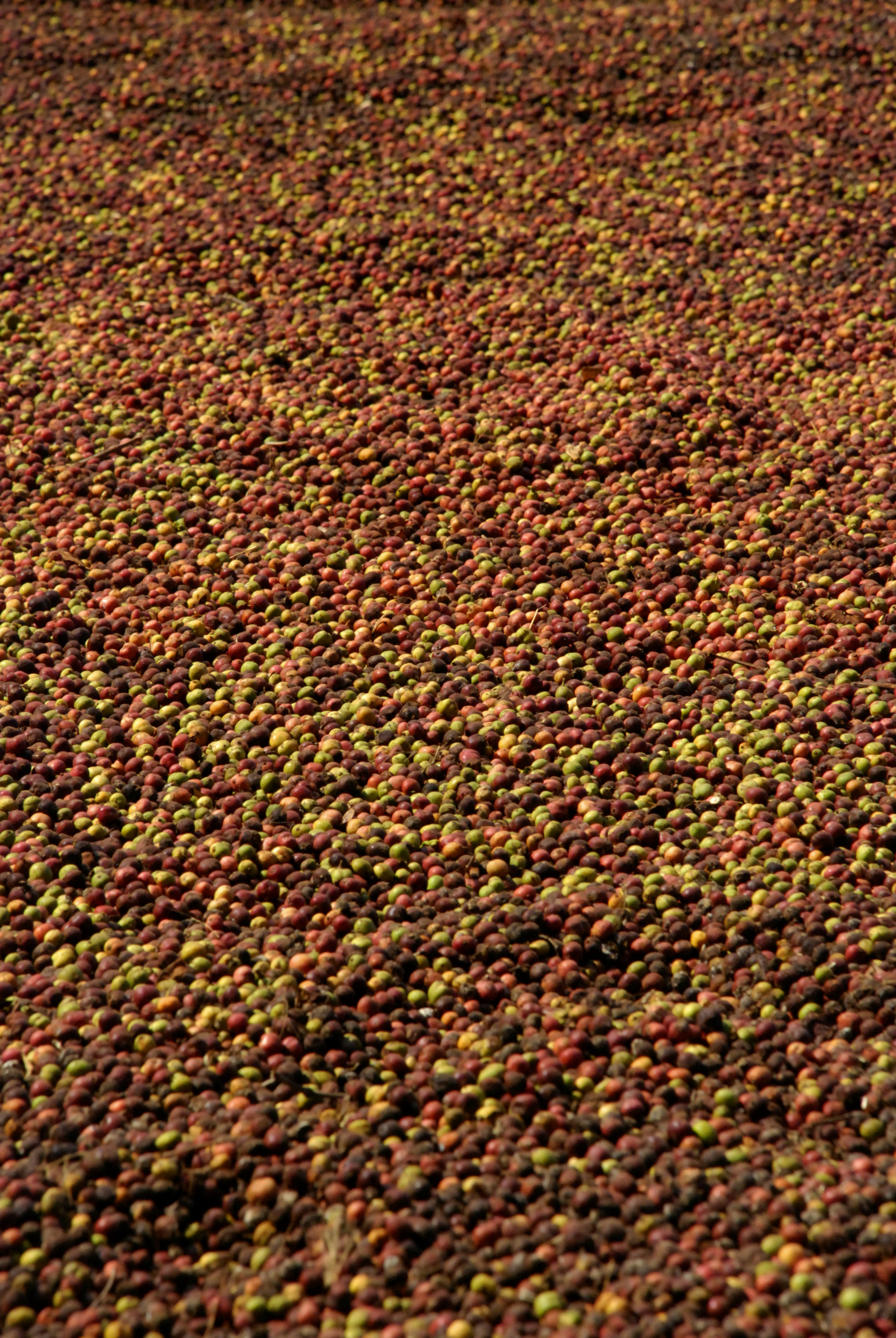 Photo by jandira_sonnendeck