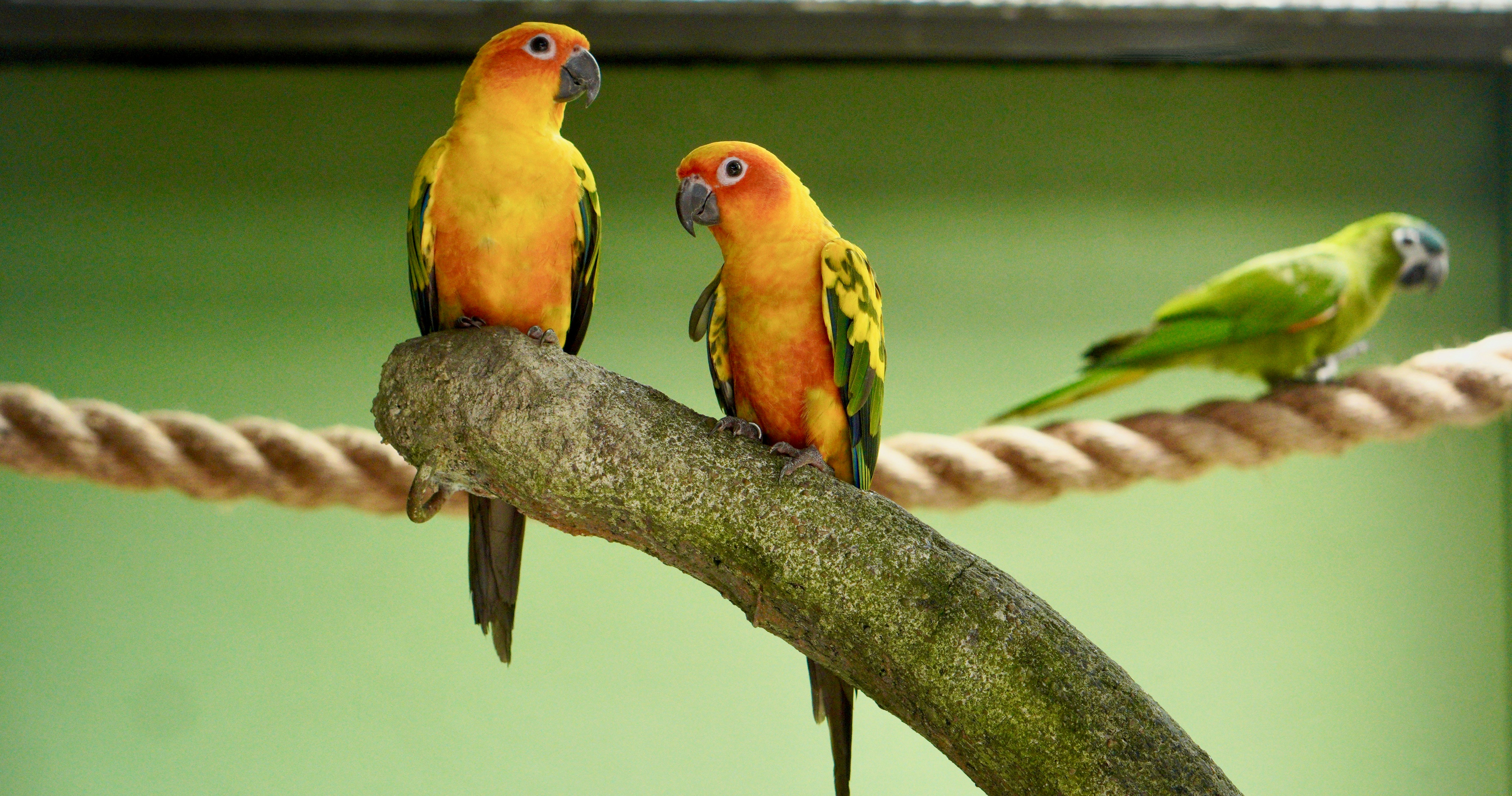 a group of birds on a branch