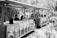 A black and white photograph featuring an open tram or tour bus with multiple passengers seated. The tram is moving through a lush, vegetated area, possibly in a park or zoo setting. The people on the tram are looking forward, and some wear sunglasses.