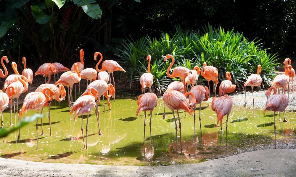 a group of flamingos in a pond