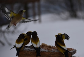 A group of six small, colorful birds is gathered around some seeds and peanuts placed on a wooden platform. One of the birds is captured mid-flight, hovering above the others. The background is a blurred snowy landscape, creating a stark contrast with the vibrant yellow, black, and white markings of the birds.