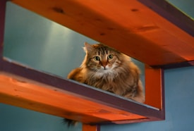 A fluffy, long-haired cat with wide eyes sits between two wooden planks in a structure. The wood has warm tones, contrasting with the subtle, cool blue-green background.
