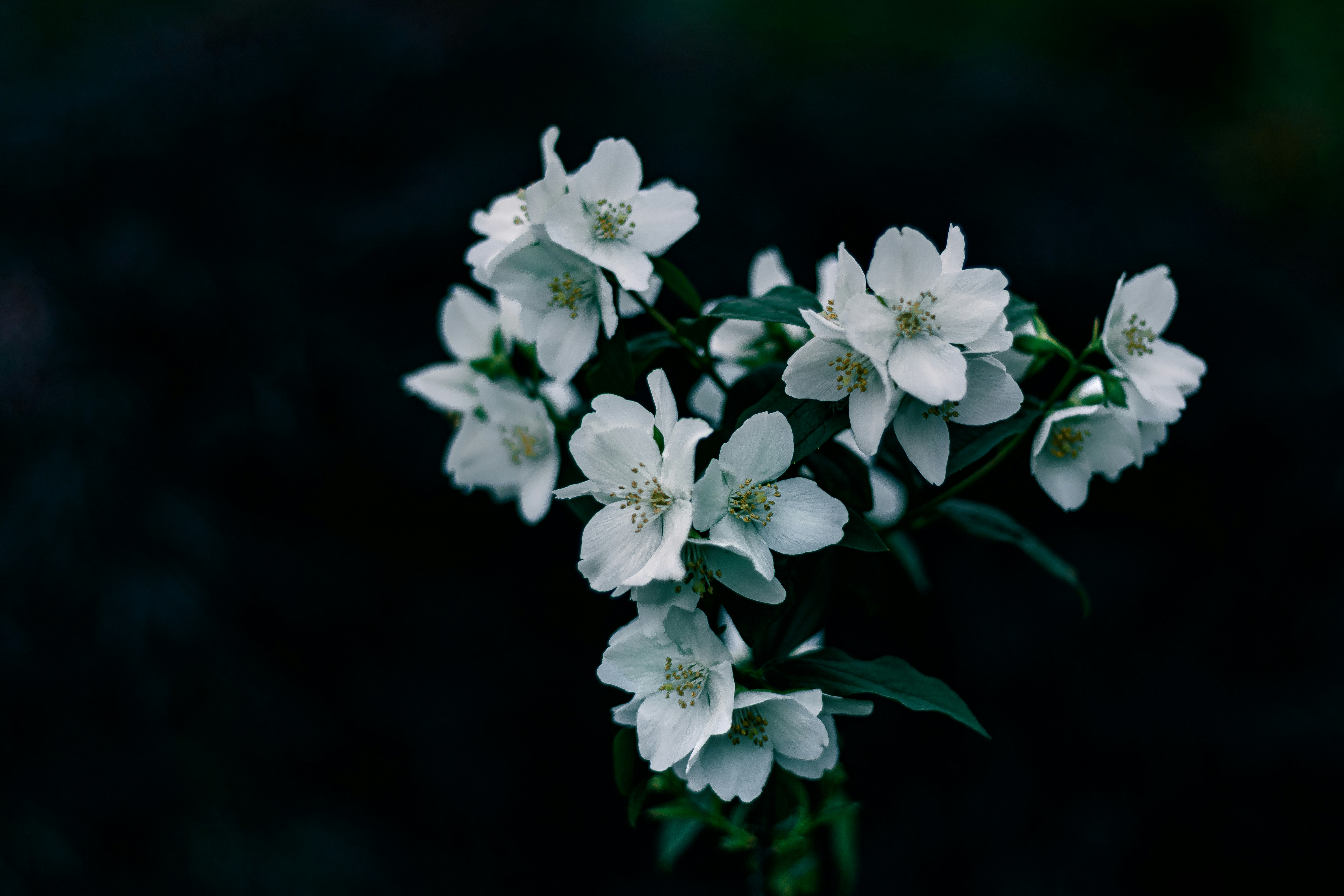 Photo by sirmisbehave