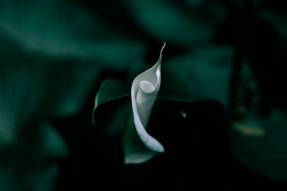 a white flower with a green stem