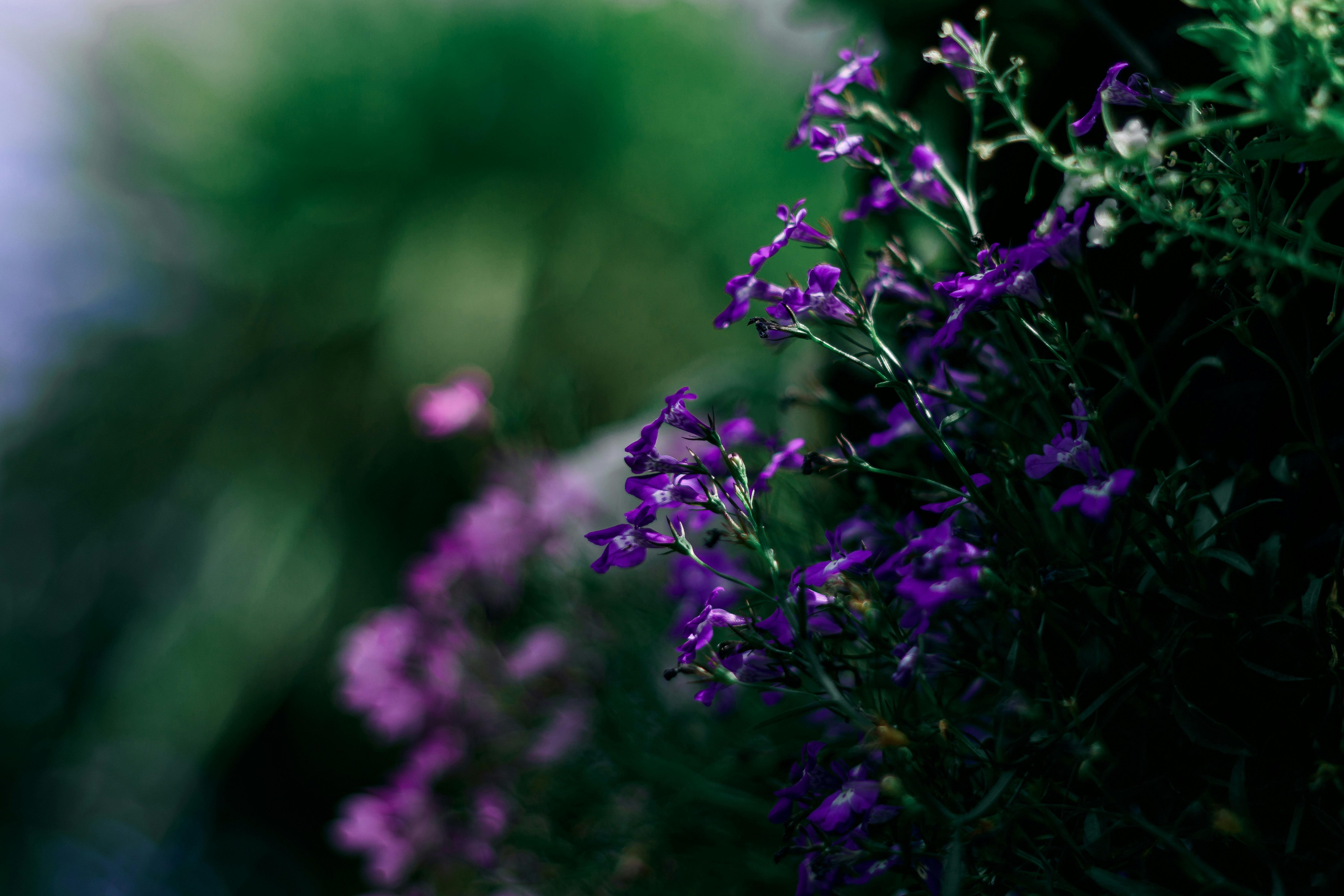 Photo by sirmisbehave