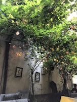 Charming courtyard with lush greenery and cozy seating under string lights.