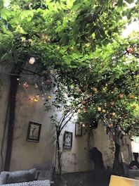 A cozy outdoor seating area with lush greenery and comfortable chairs under string lights.