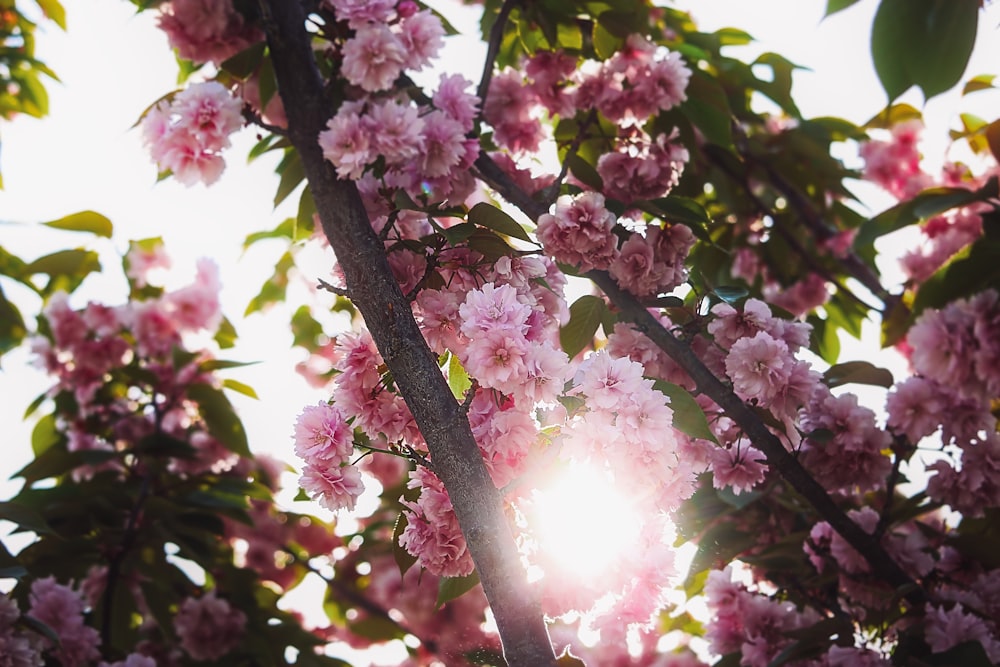 a tree with pink flowers