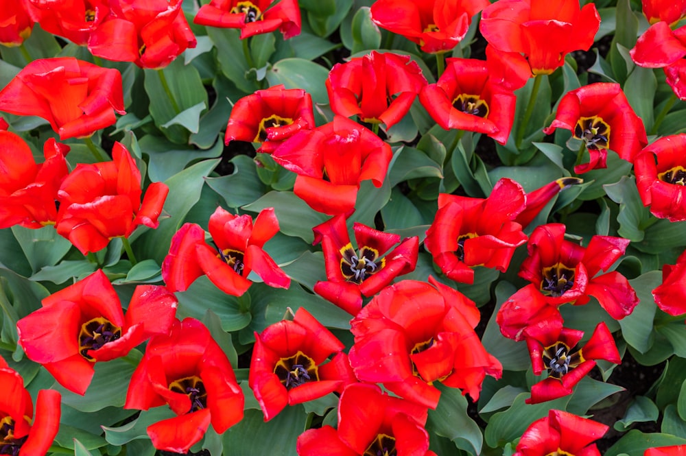 a group of red flowers