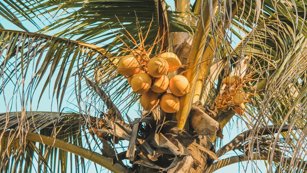 a tree with fruit growing on it