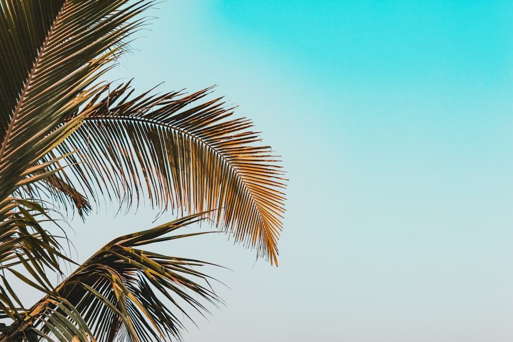 a palm tree with a blue sky