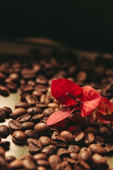 A close-up view of roasted coffee beans scattered around a vibrant red flower. The composition highlights the contrast between the dark brown coffee beans and the bright red petals, creating a rich and striking visual.