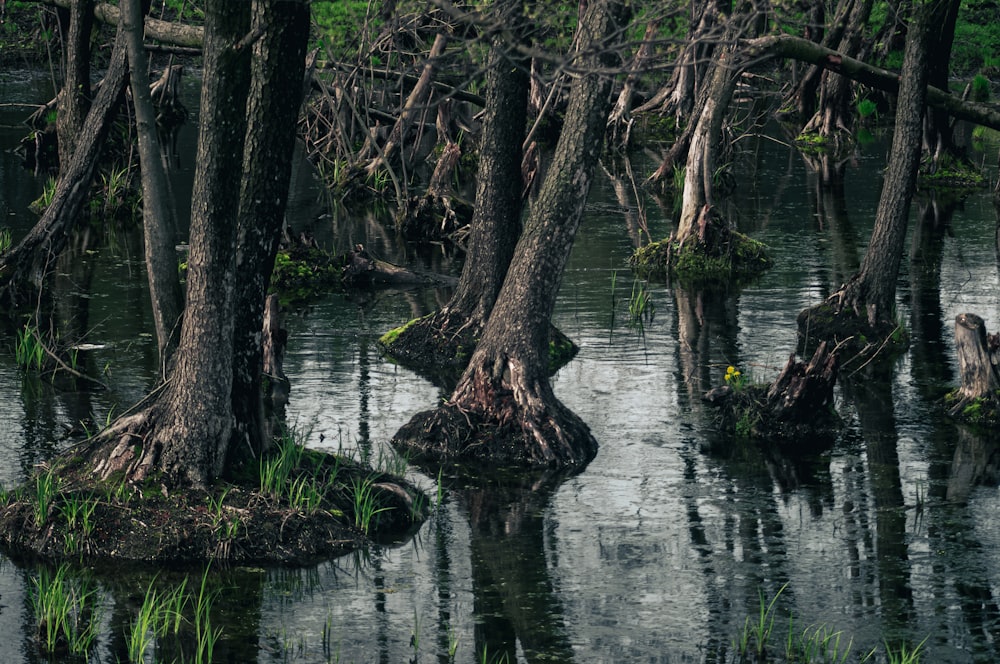 a swamp with trees and plants