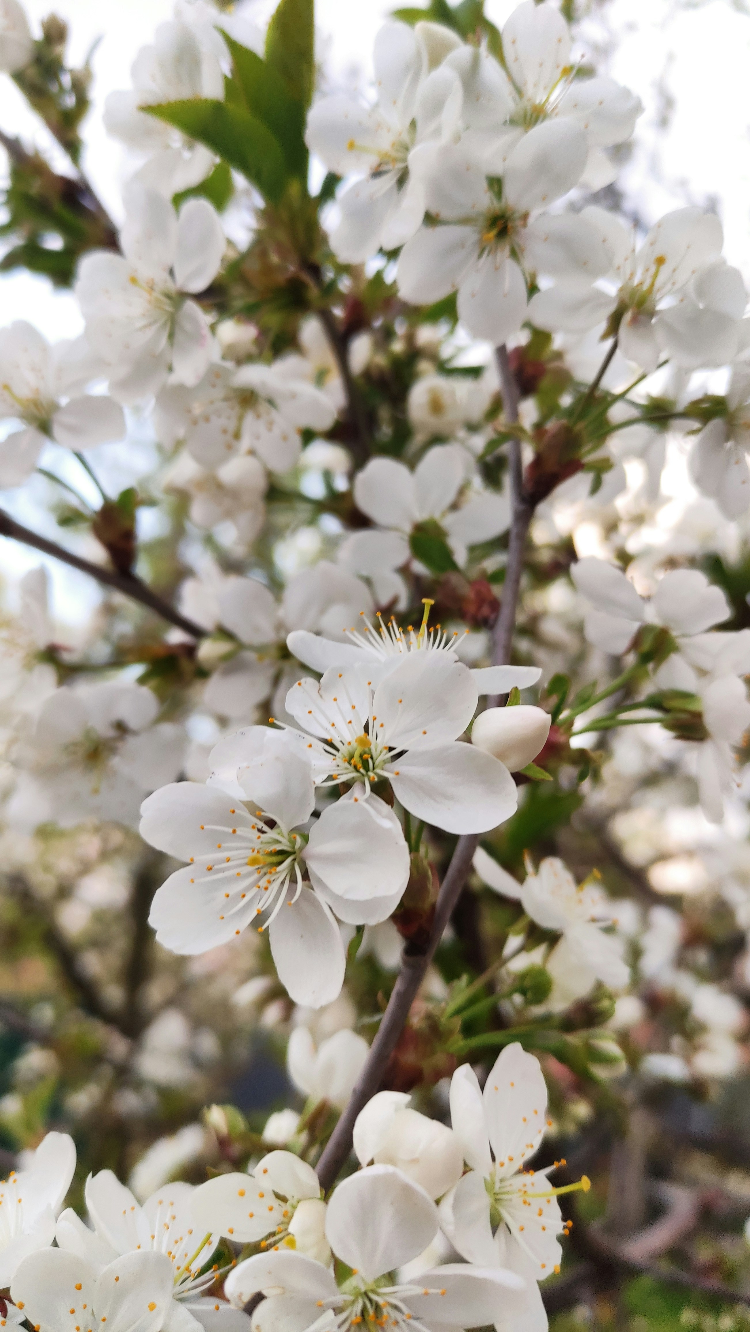 Photo by ds_graphicdesign