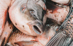 a close up of a fish