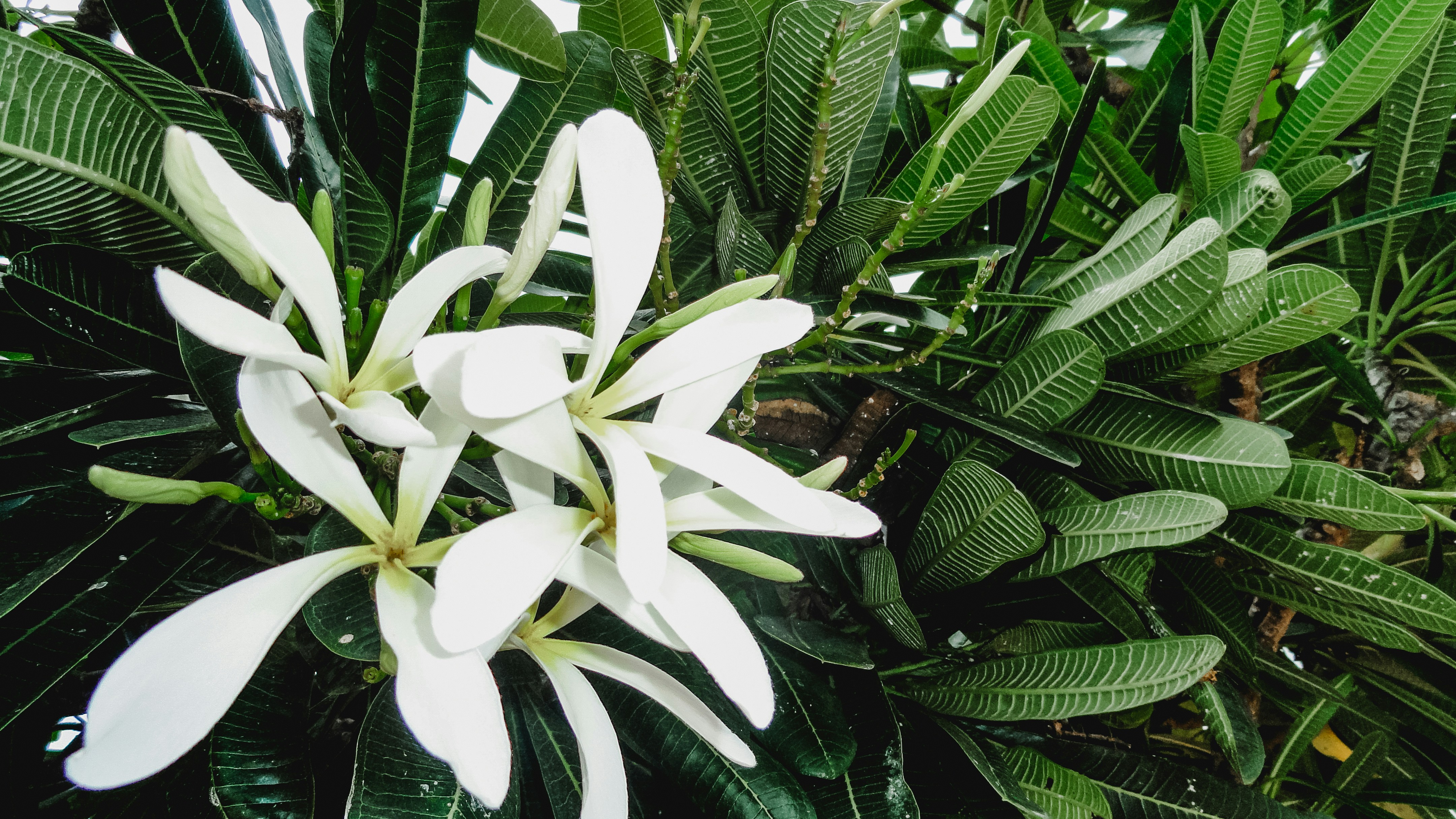 a white flower surrounded by green leaves