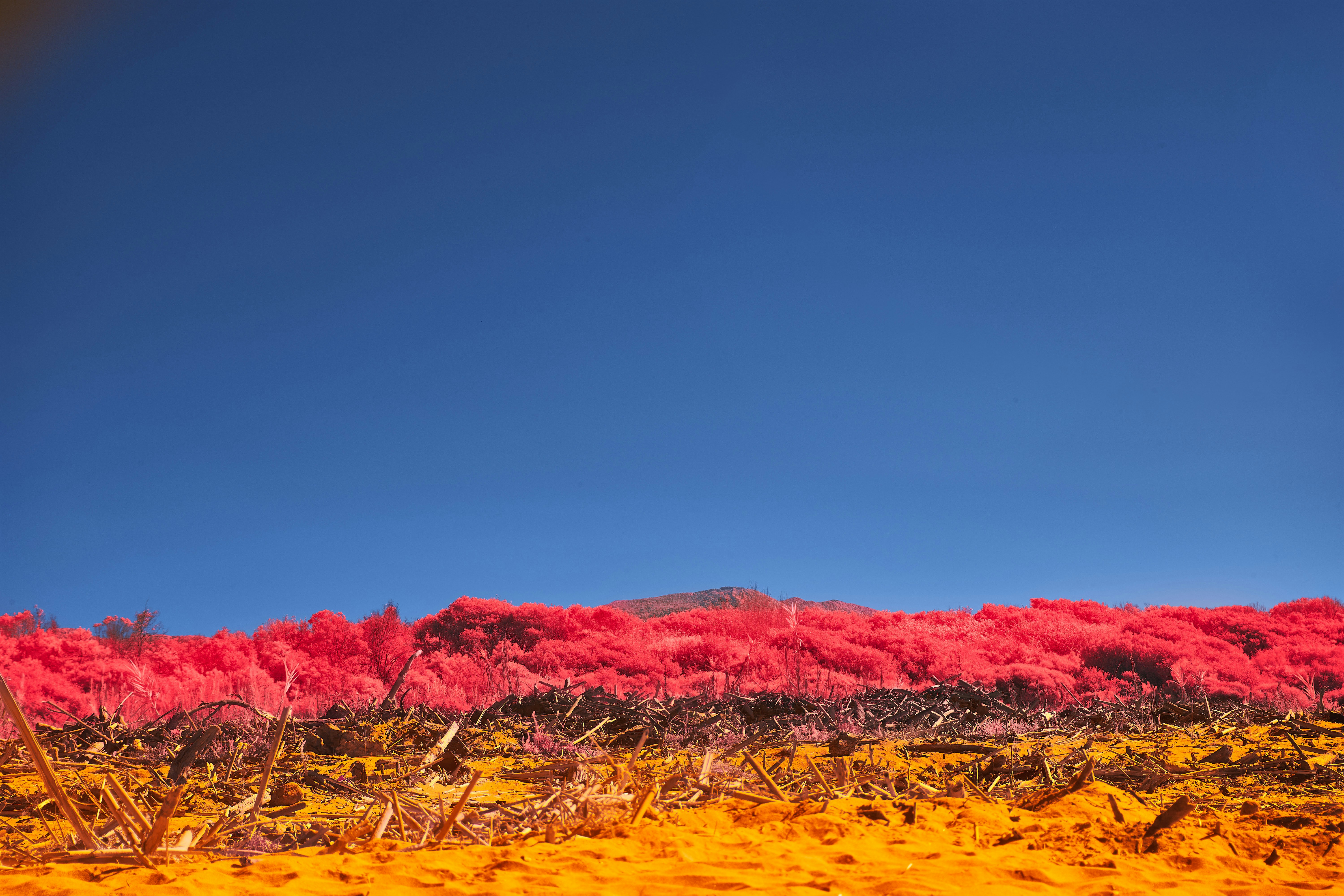 Photo by wolfgang_hasselmann