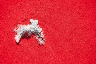 Red coral ring set against a backdrop of soft linen and subtle terracotta tones.
