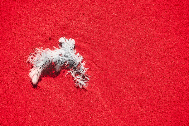 Red coral ring set against a backdrop of soft linen and subtle terracotta tones.