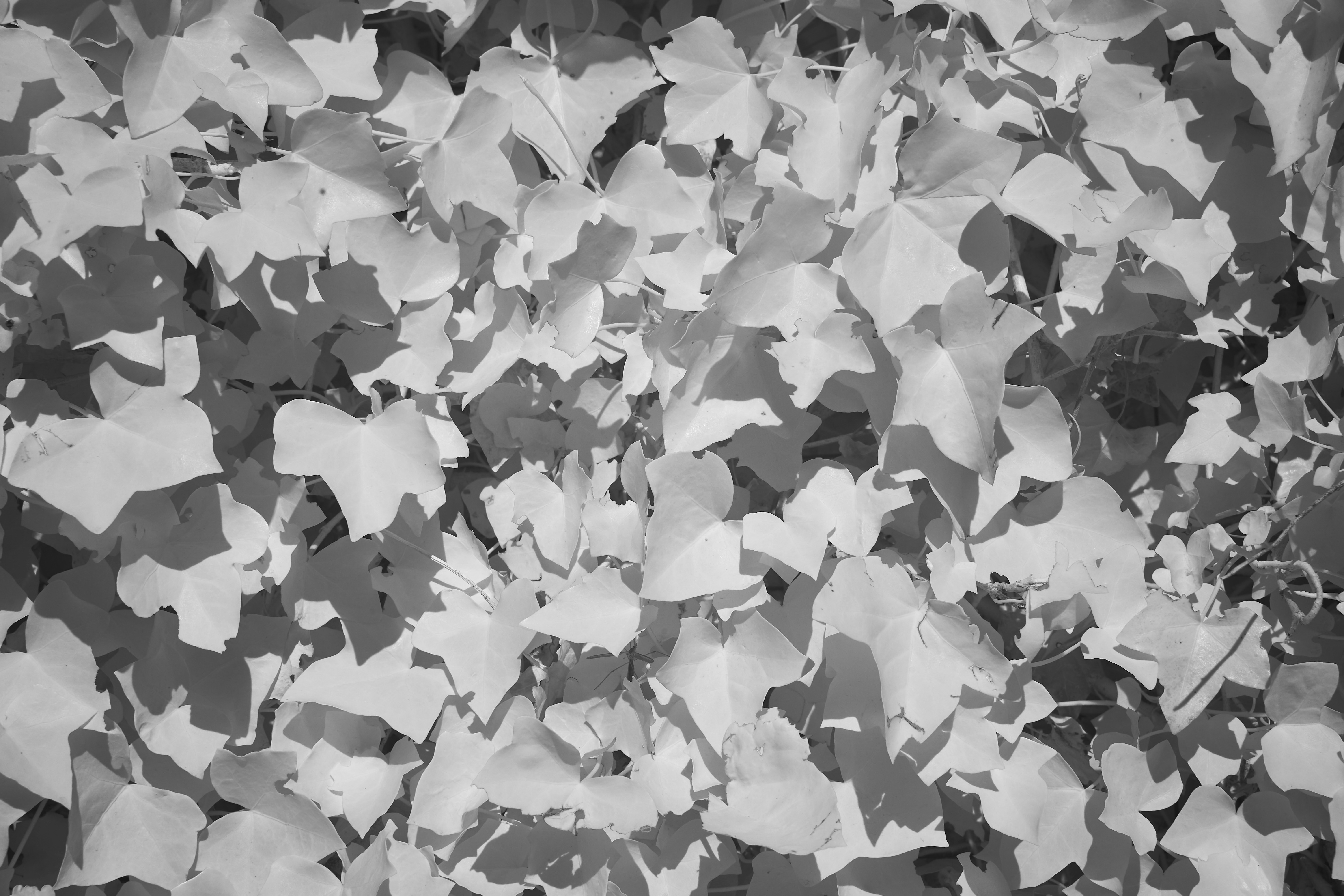 Photo by wolfgang_hasselmann