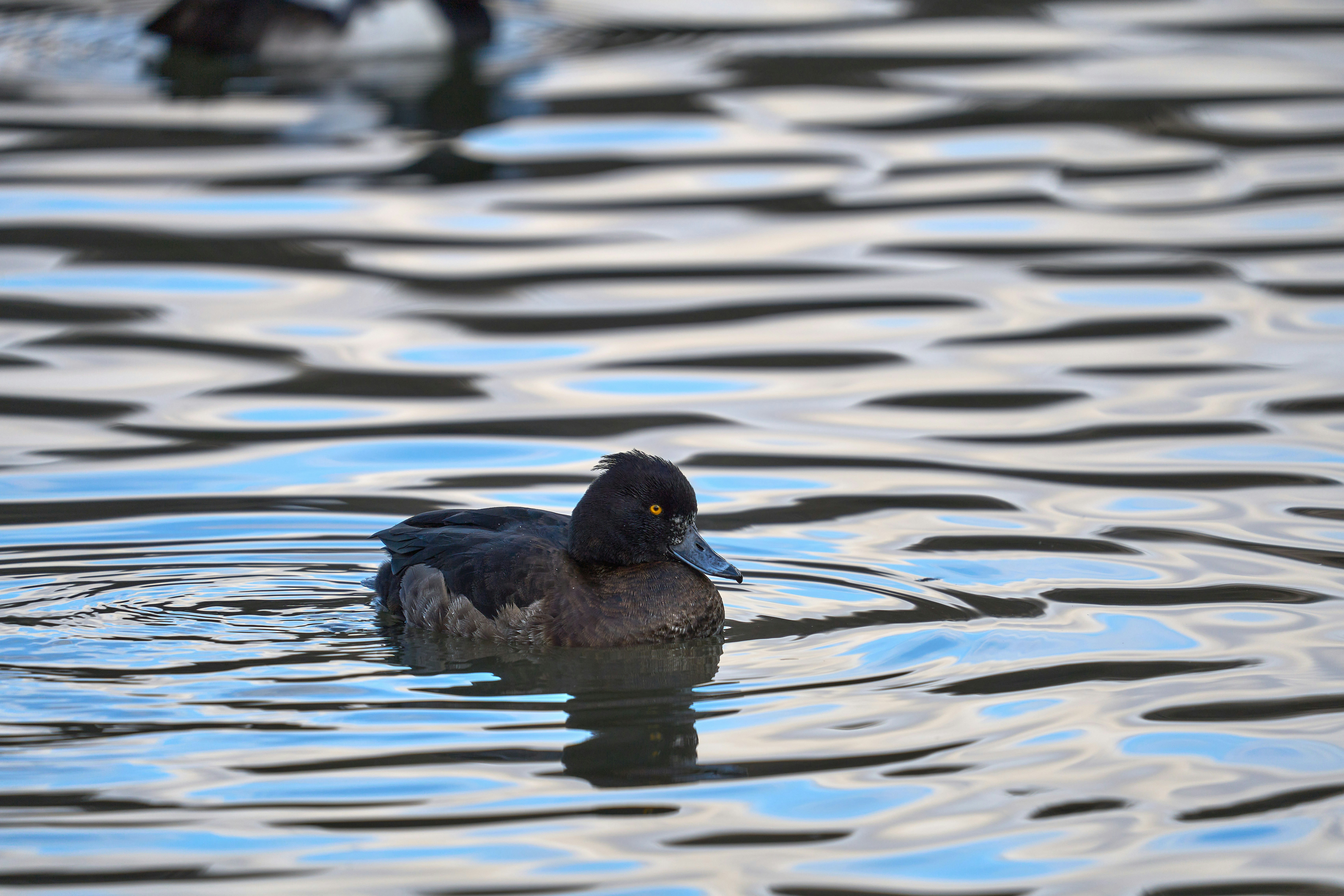 Photo by wolfgang_hasselmann