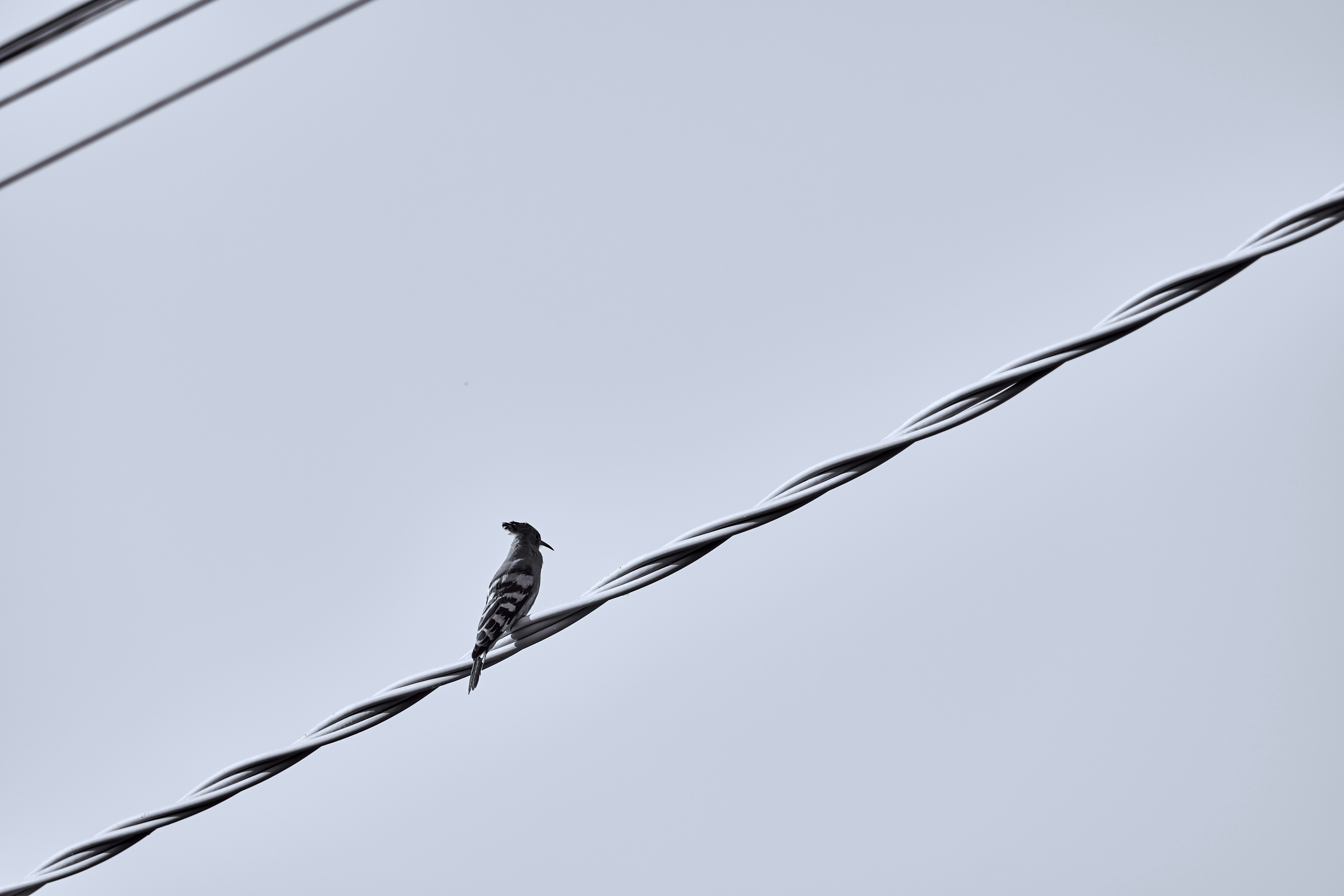 Photo by wolfgang_hasselmann