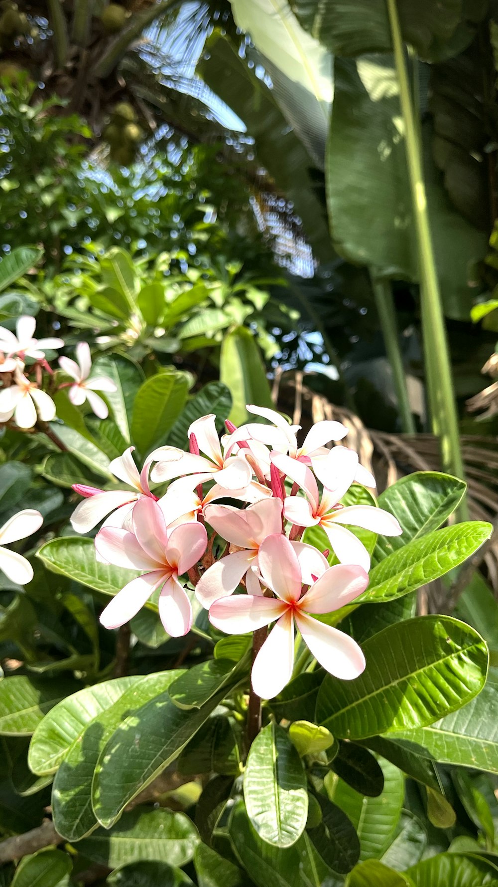 a group of pink flowers