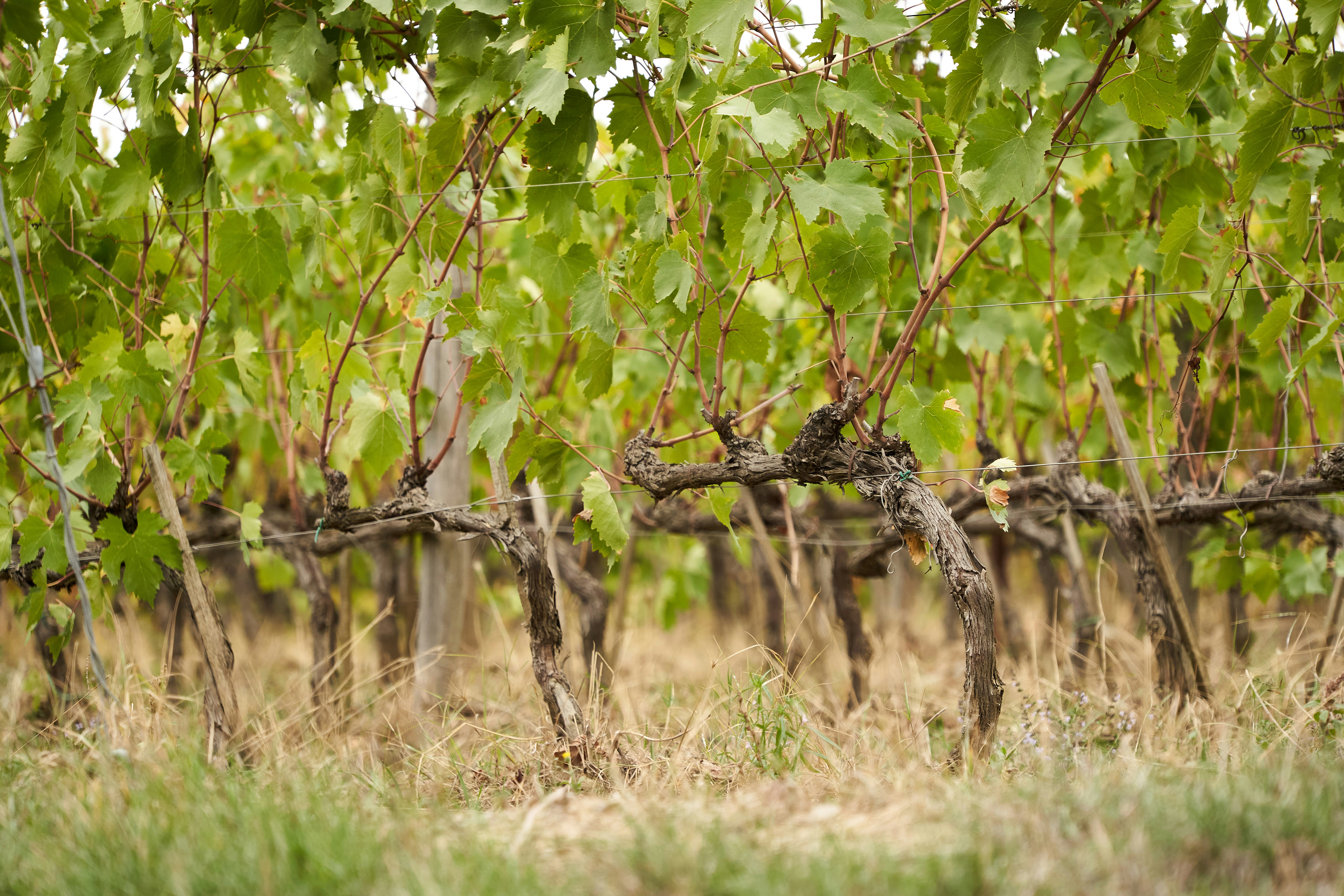 Photo by wolfgang_hasselmann