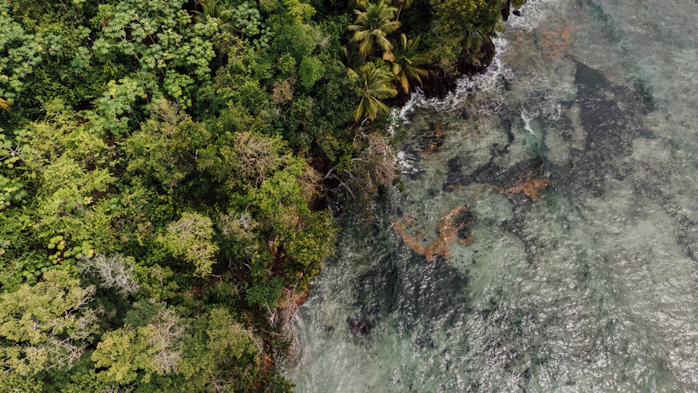 a river with trees on the side