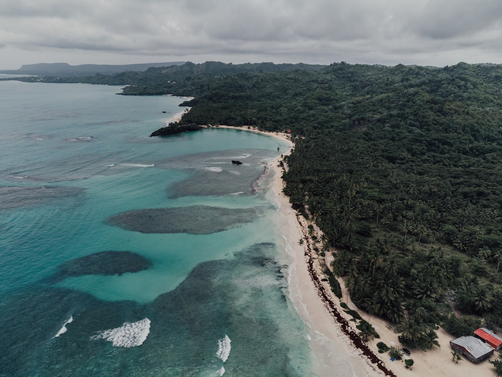 a beach with trees and water