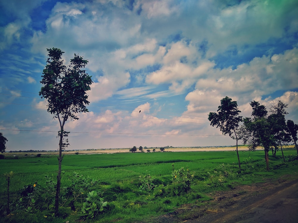 a field with trees and grass