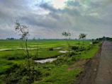a dirt road with trees and grass on either side of it