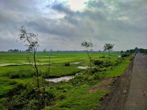 a dirt road with trees and grass on either side of it