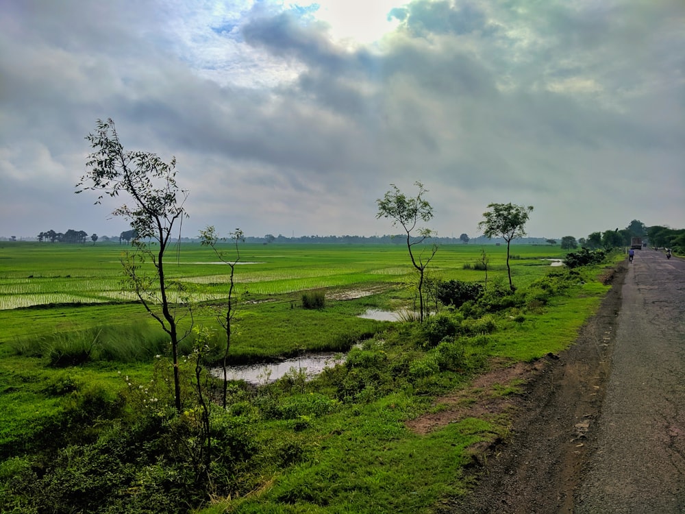 a dirt road with trees and grass on either side of it