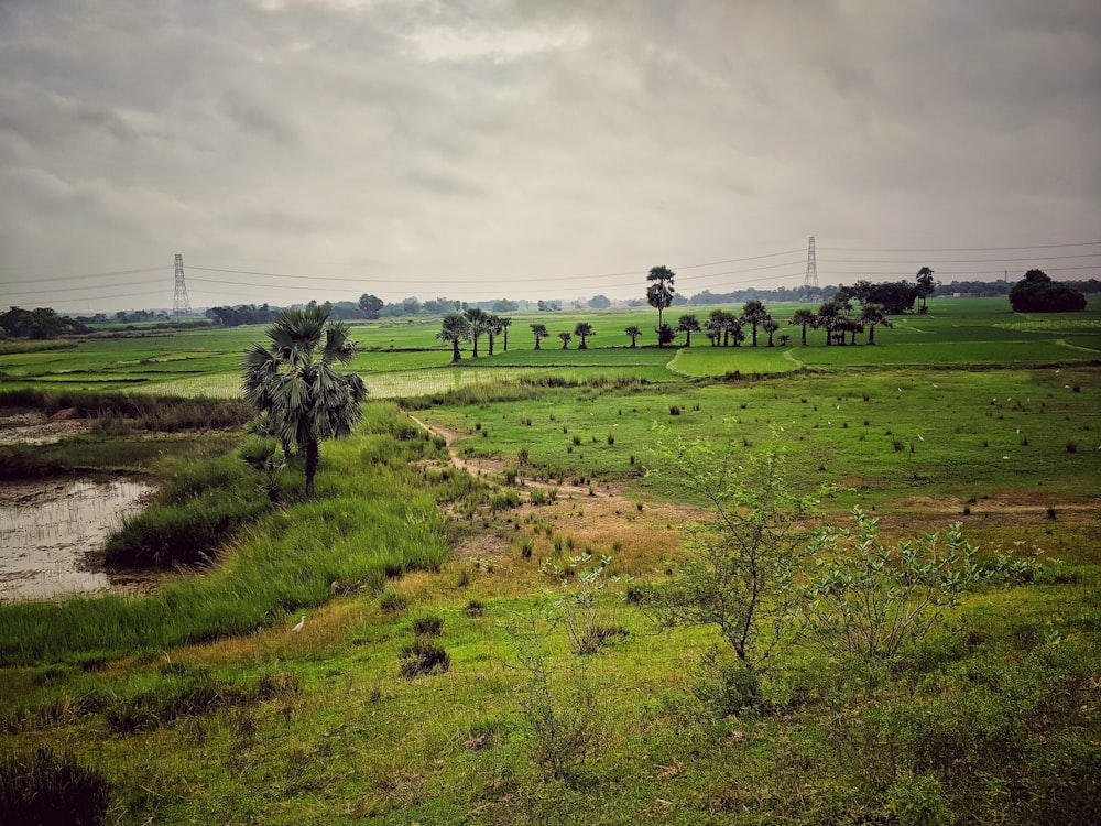 a field with trees and grass