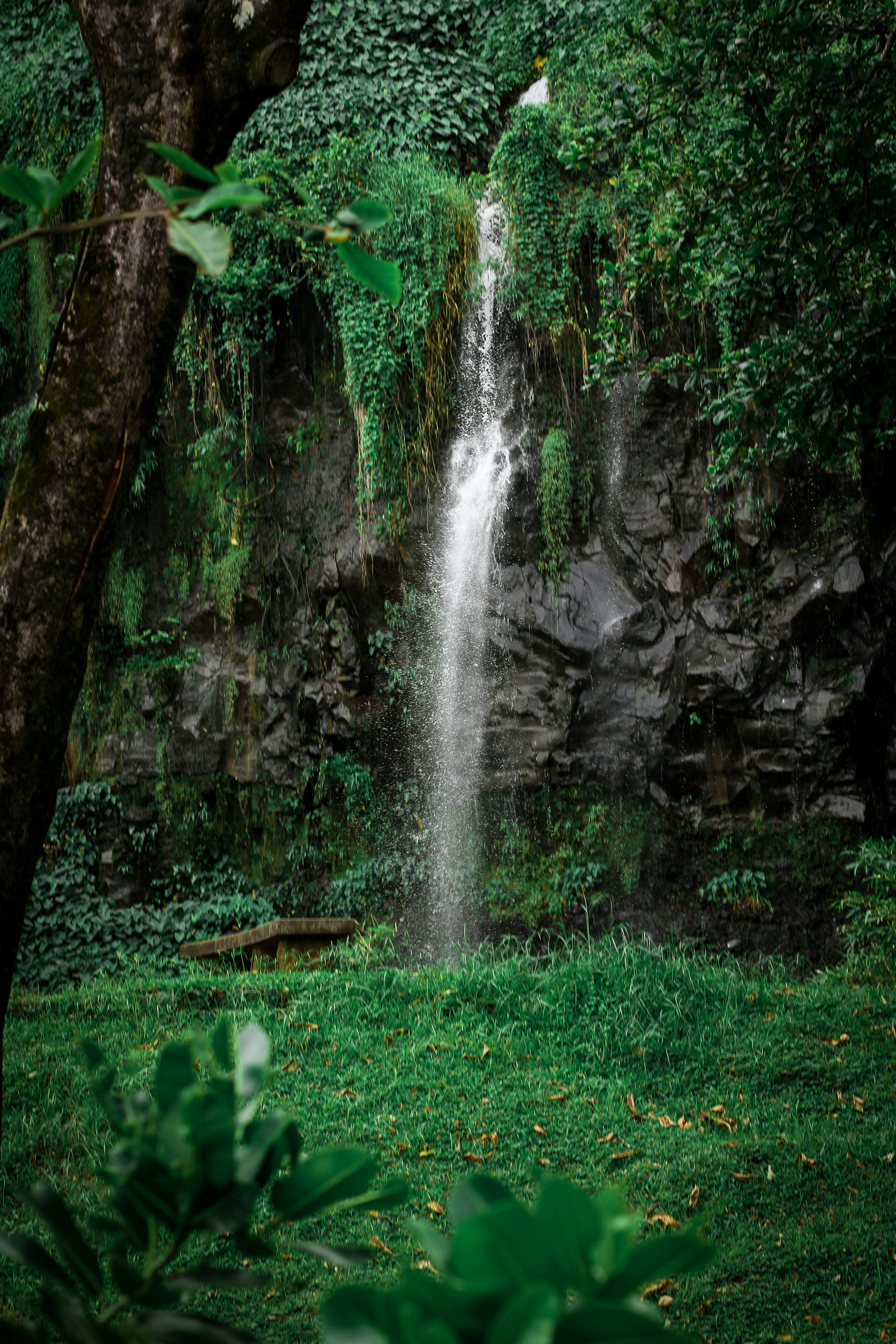 a waterfall in a forest