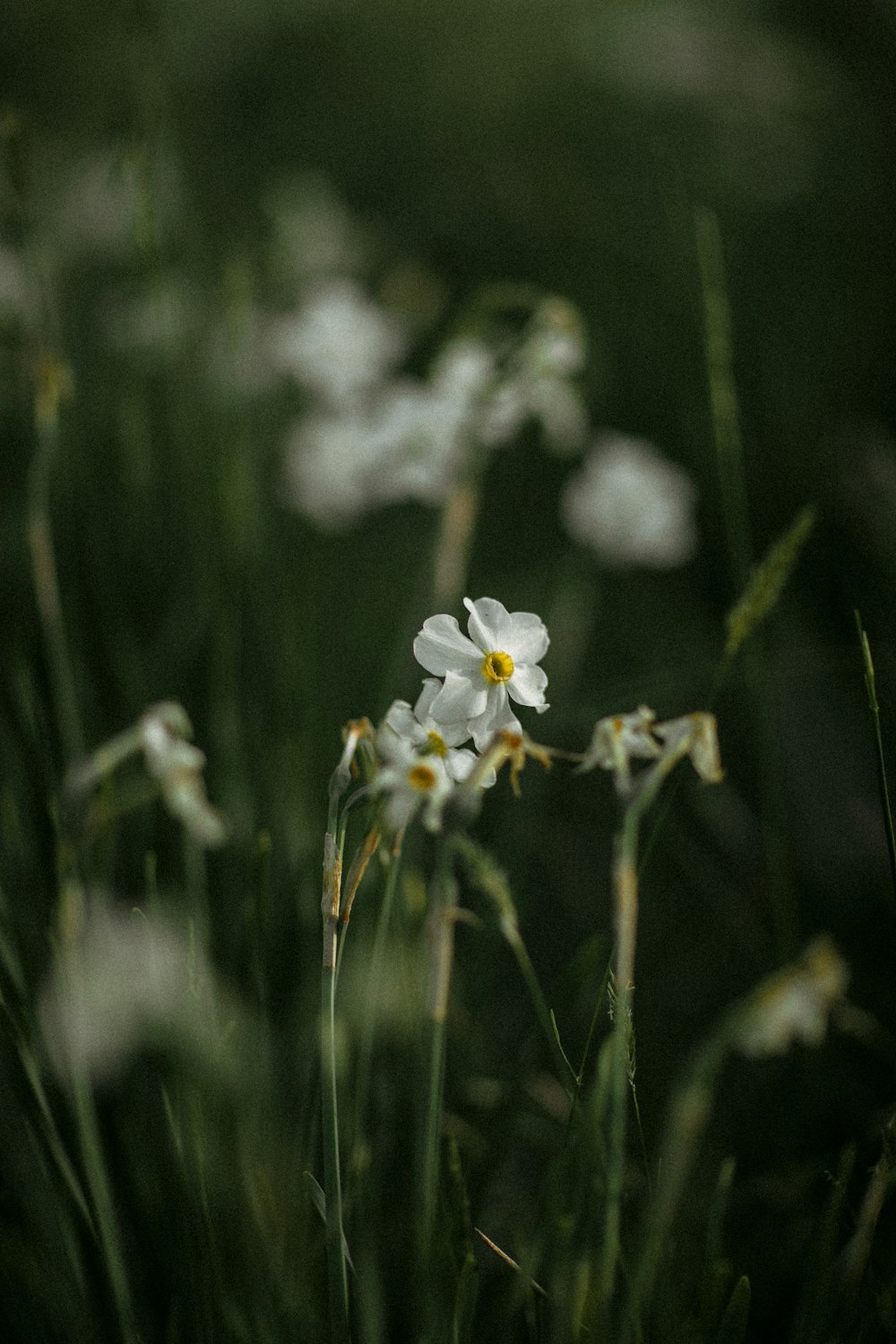 a close-up of some flowers