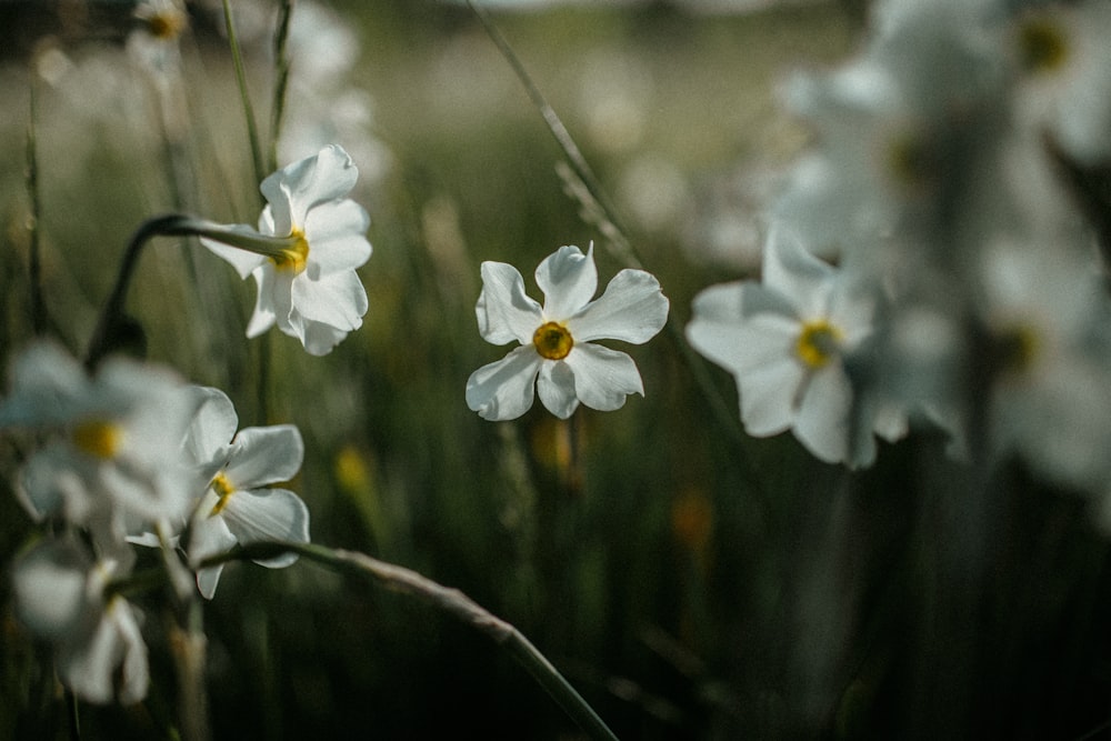 a close up of white flowers