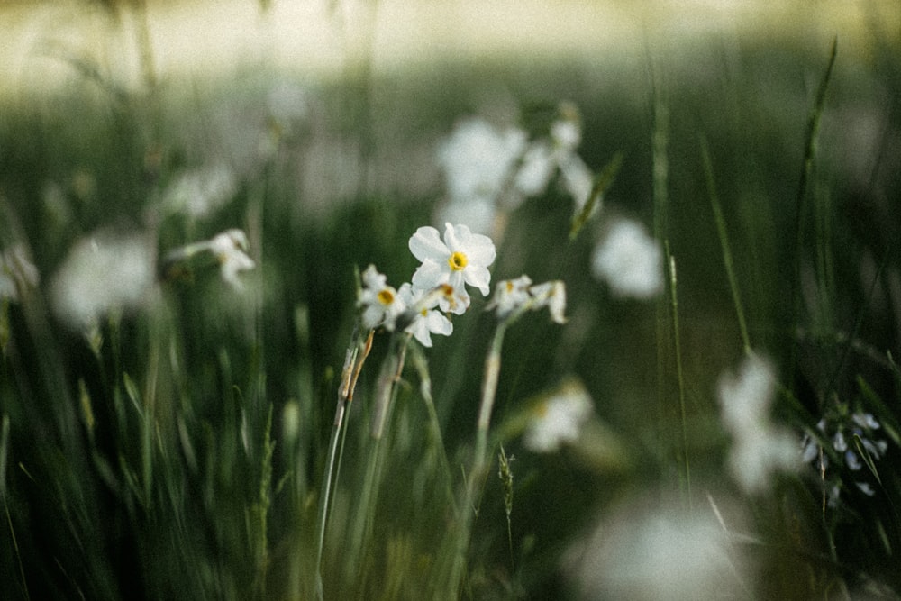 a close-up of some flowers