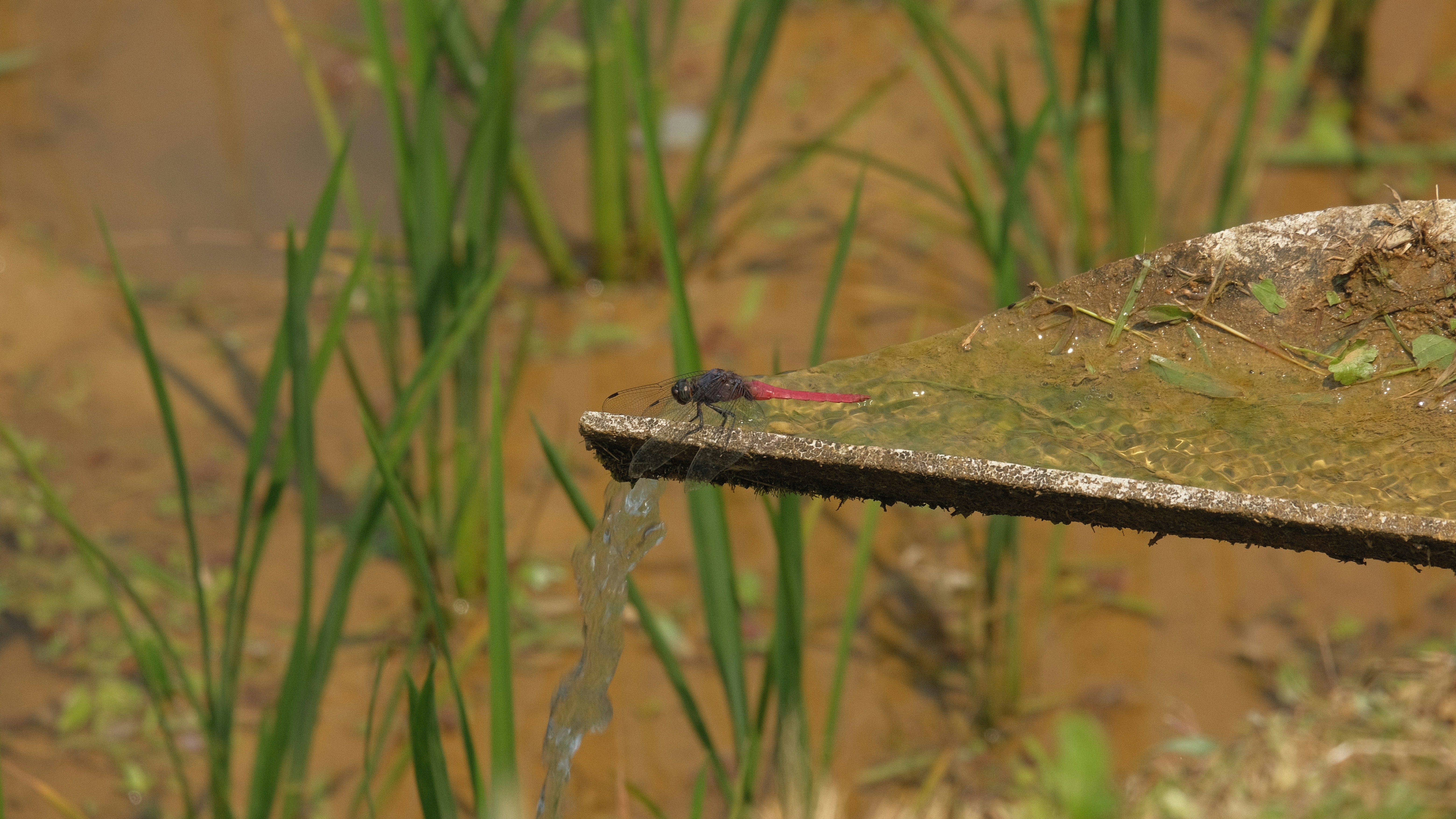 Photo by flying_oldman11