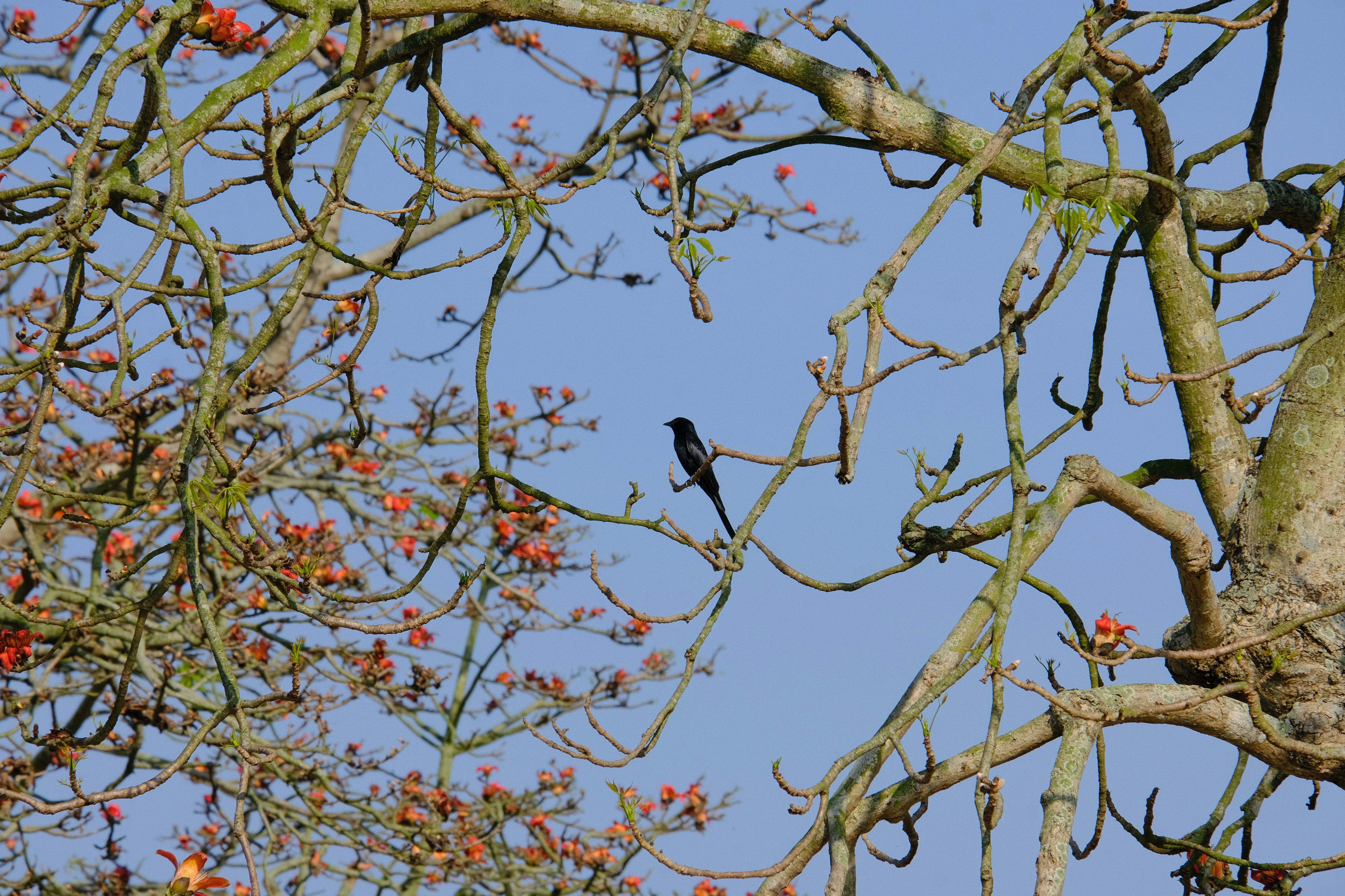 Photo by flying_oldman11