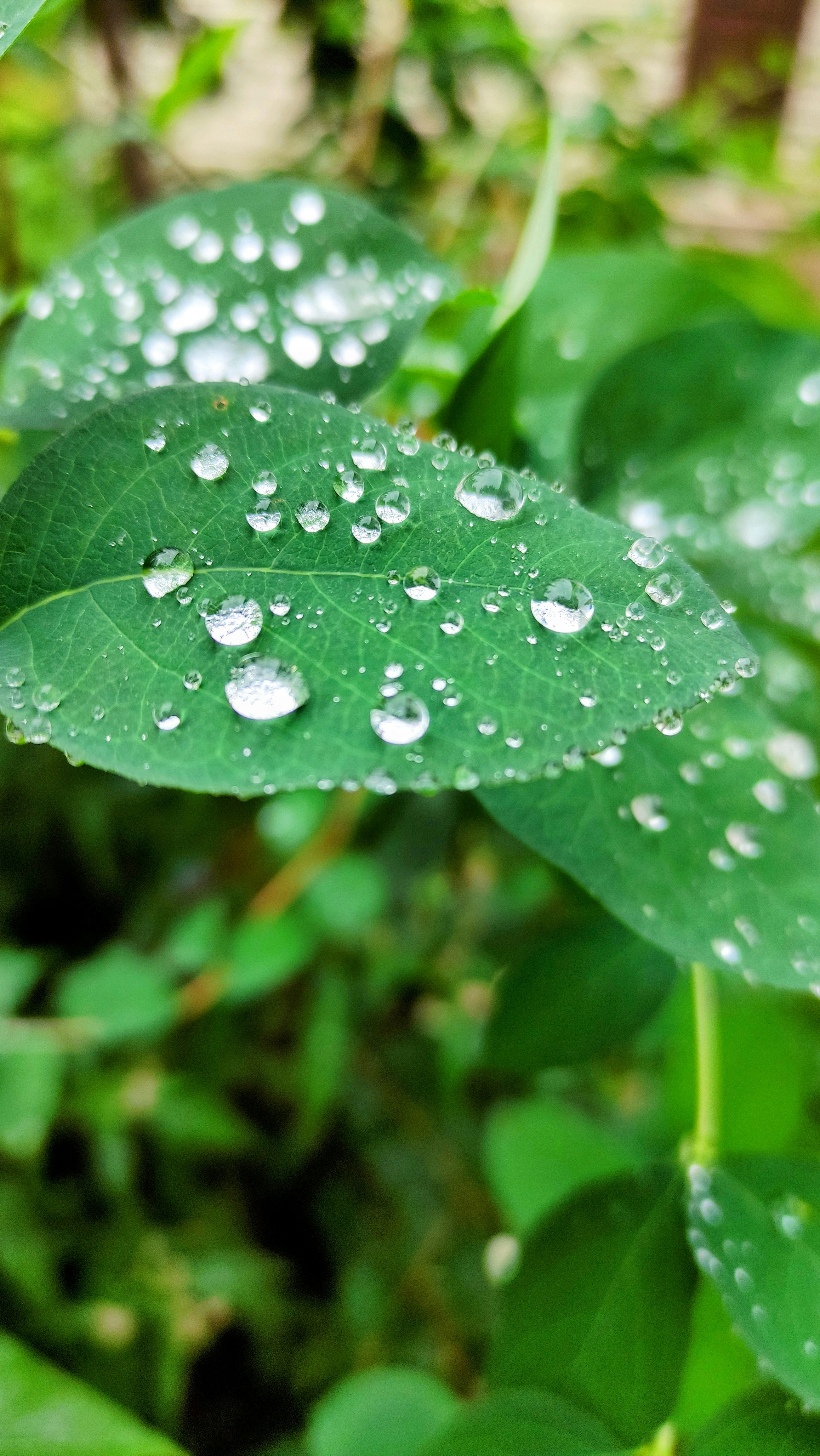 Photo by ds_graphicdesign