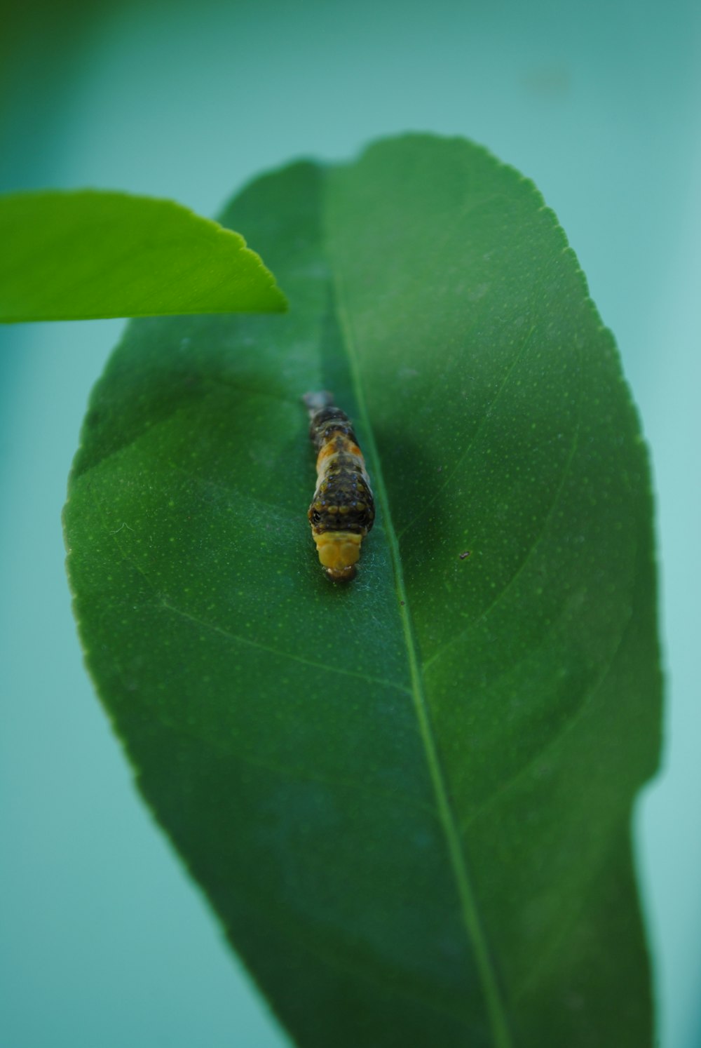 a bug on a leaf