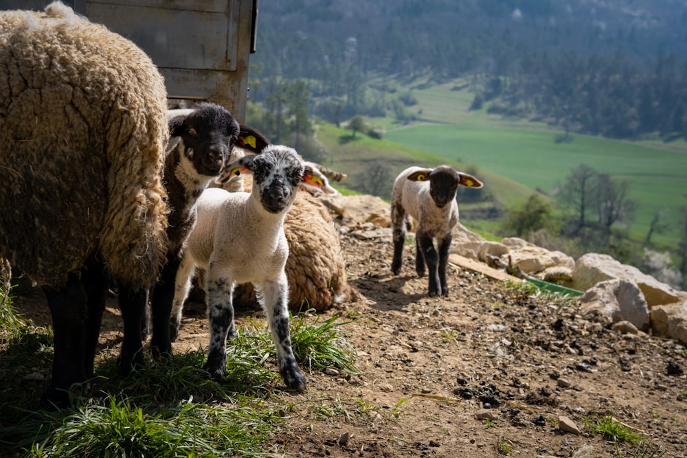 a group of sheep stand near each other