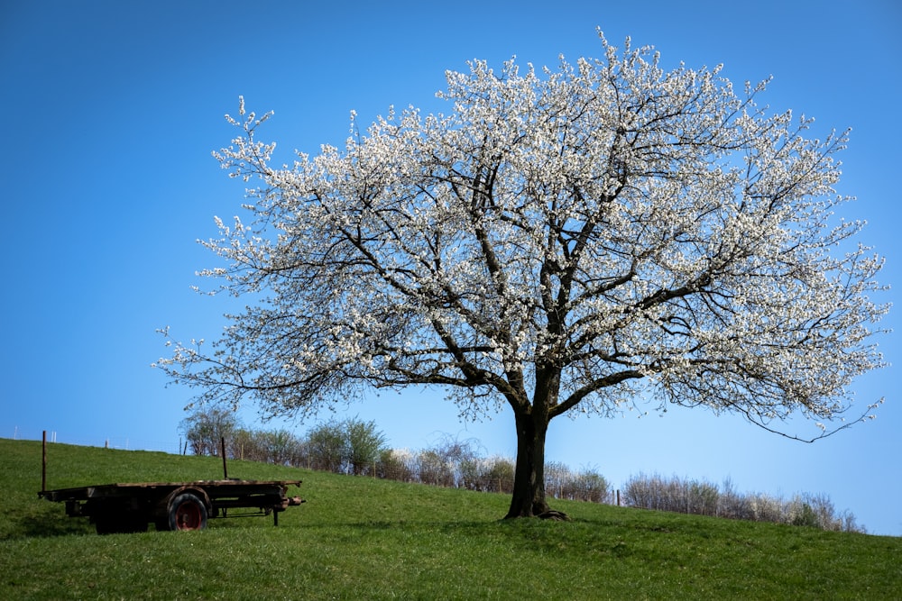 a tree in a field